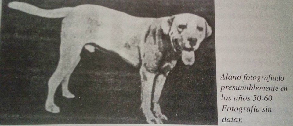 Alanos Gredos Norte El Alano Español Blanco.