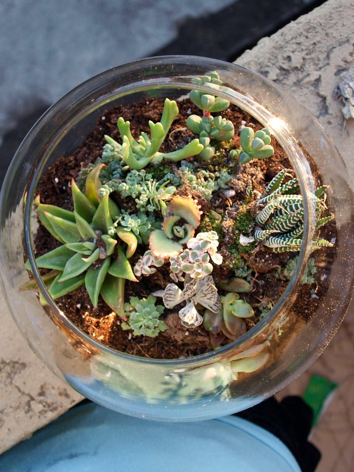 Cook~Love~Craft: Fish Bowl Succulent Garden