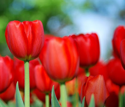 8 Mars, joyeuse journée internationale de la femme / La Multi Ani de 8 Martie