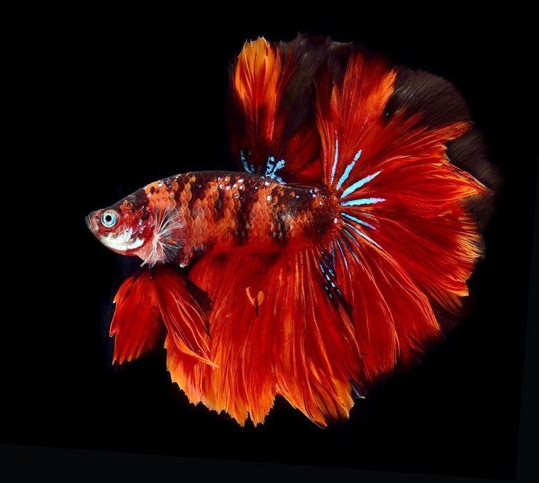 Image Microsorum Pteropus Betta Fish Image Microsorum Pteropus Betta Fish
