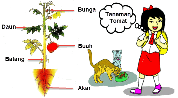 Tomat Indonesia