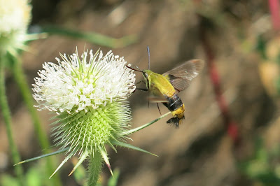 Snowberry Clearwing, Friday, August 19, 2016, 10:49:39 AM