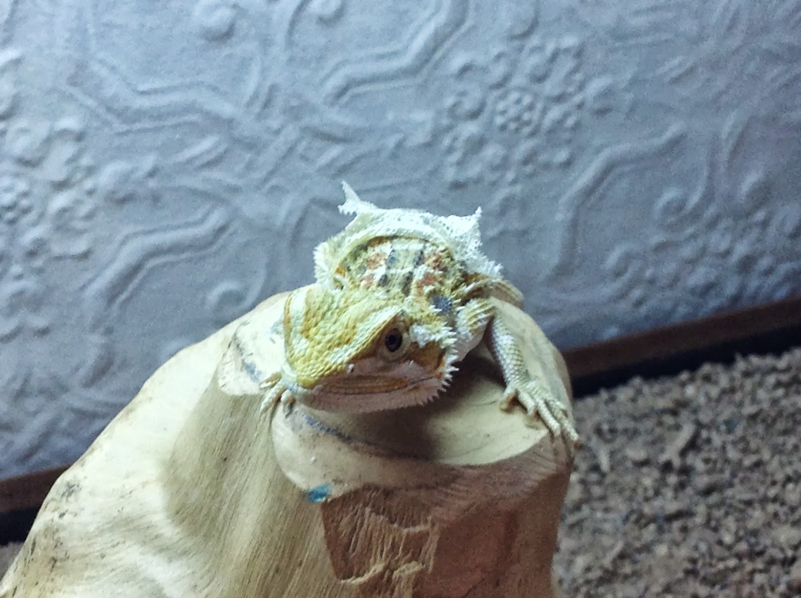 dark-spots-bearded-dragon-belly-1