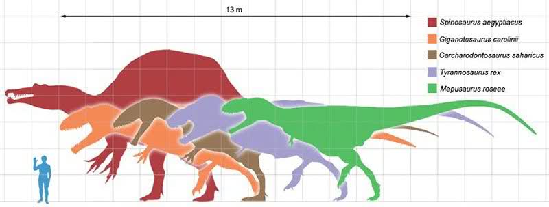 Size comparison of some very large carnivorous dinosaurs. Photo Credit ...