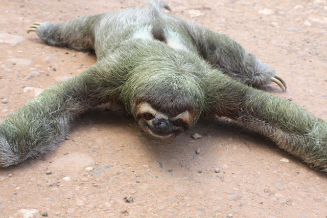 Three-Toed-Sloth-.jpg