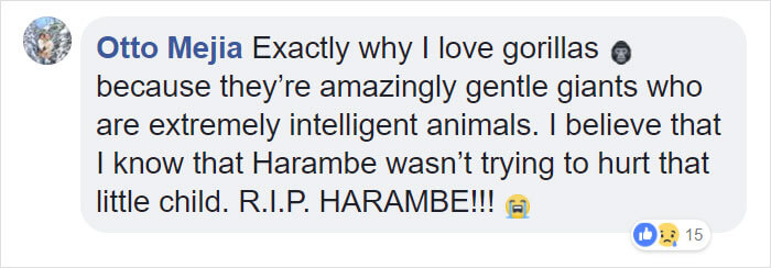 24-Year-Old Dominant Gorilla Met A Tiny Creature In The Forest, And A Heartwarming Moment Followed 24-Year-Old Dominant Gorilla Met A Tiny Creature In The Forest, And A Heartwarming Moment Followed