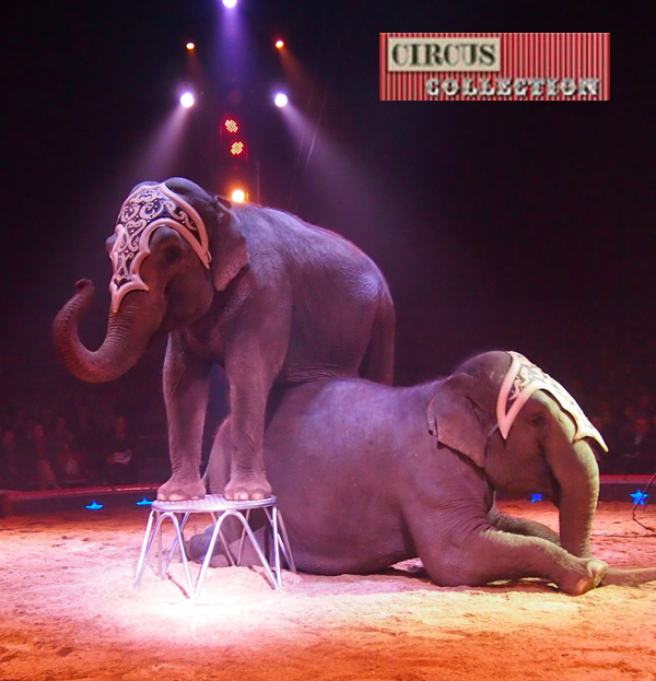 numéro d'éléphant au Cirque Knie
