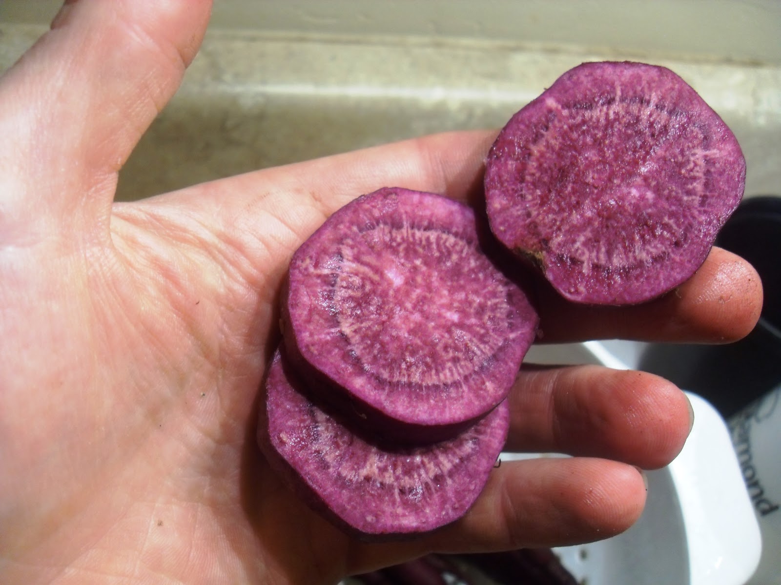 The Scientific Gardener All Purple Sweet Potato