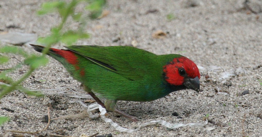 Exóticos e Silvestres Diamante de Cabeça Vermelha (Erythrura cyaneovirens)