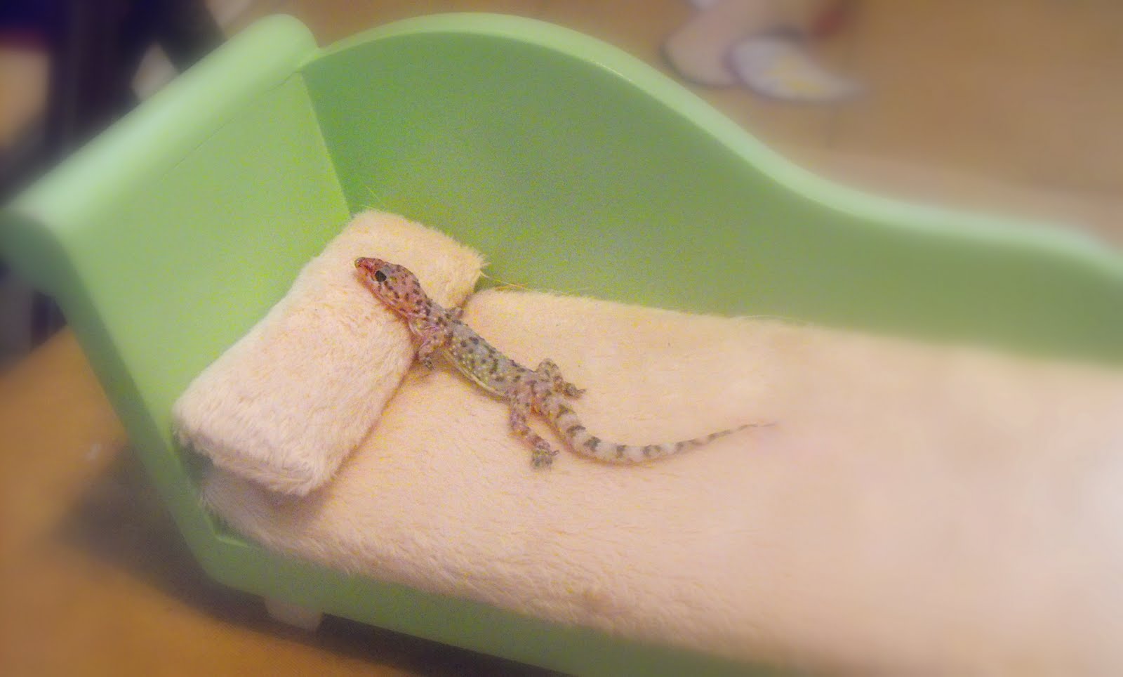 Meet Virginia Shocking Truth about Geico's Gecko
