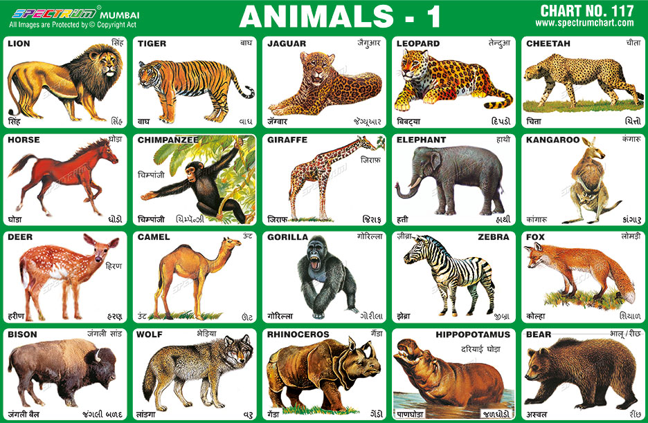 Spectrum Educational Charts: Chart 117 - Animals 1