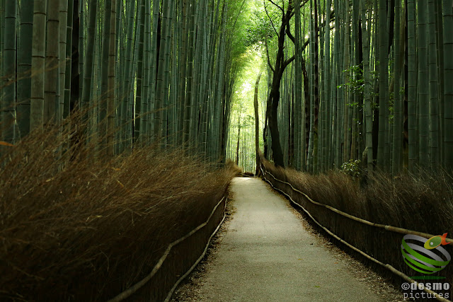 京都～竹林の小径