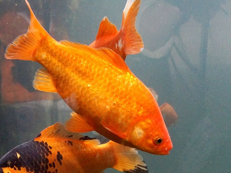 Ikan Mas Dapat Mencapai Ukuran Besar - BrooklynnropGuzman