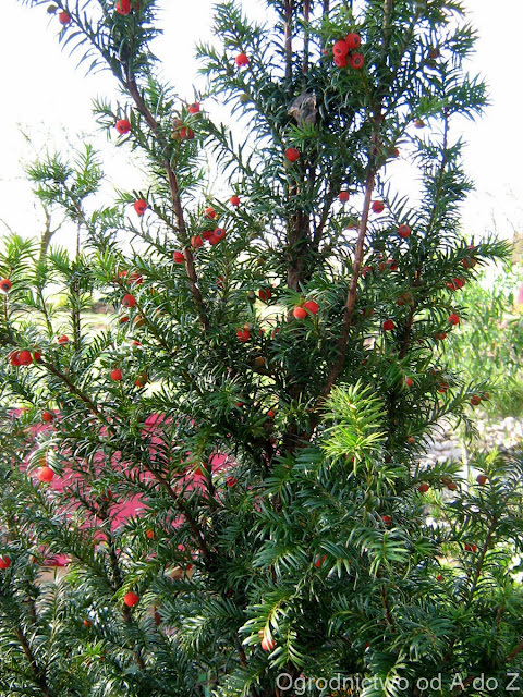 Cis Taxus
