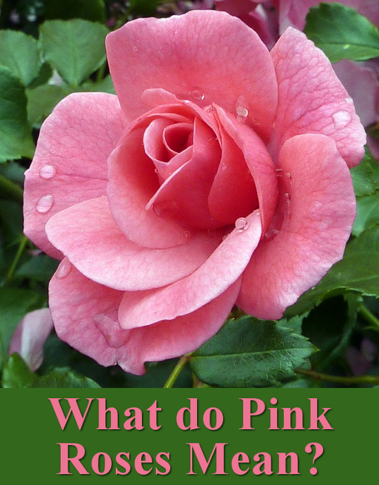 The Symbolism And Meaning Of Pink Roses