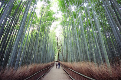 bosque de bambú de Sagano, Japón.