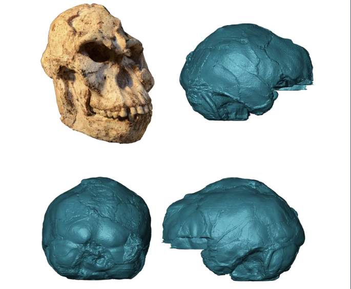Cráneo de Little Foot y recreación del molde interno de su cerebro. Foto: M. Lotter and R.J. Clarke/Wits University Cráneo de Little Foot y recreación del molde interno de su cerebro. Foto: M. Lotter and R.J. Clarke/Wits University