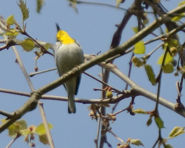 Yellow-throated Warbler along the Little Miami River