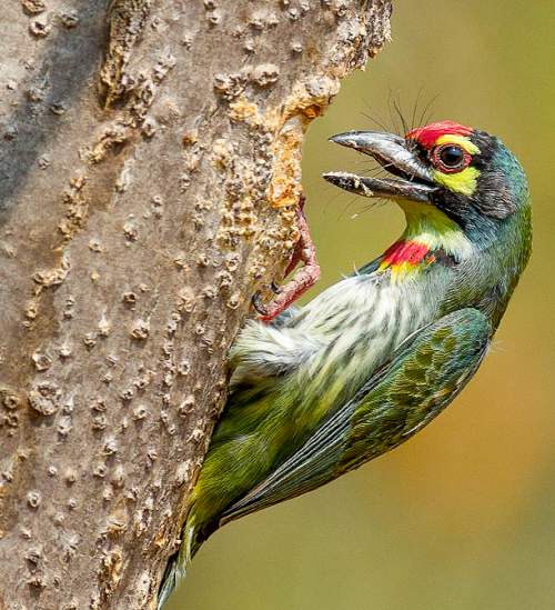 Indian birds - Picture of Coppersmith (crimson-breasted) barbet - Psilopogon haemacephalus