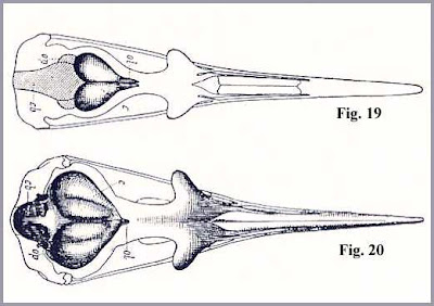 Ichthyornis skull