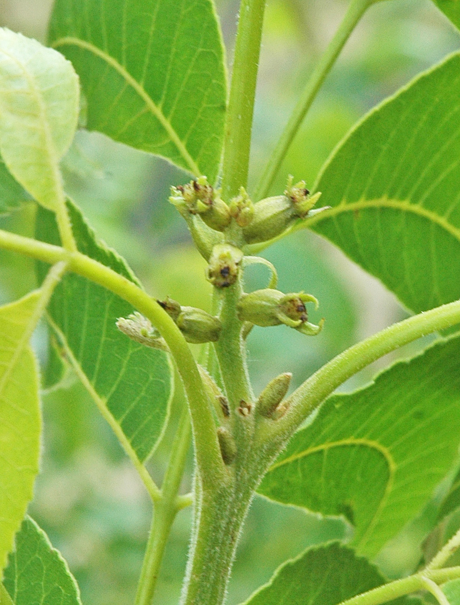 Northern Pecans Pistillate flower strength and pecan nut set