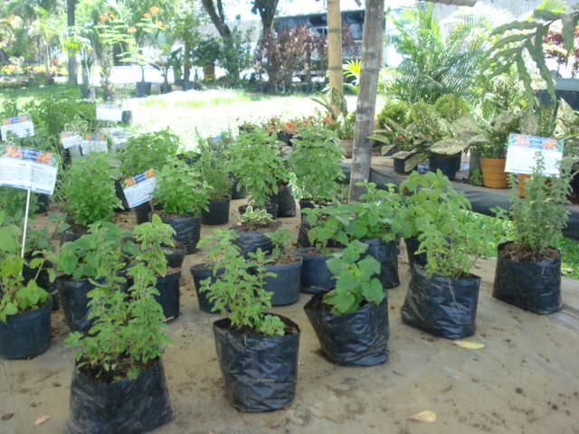 Jardines que Curan, Colombia : Técnicas de Jardinería