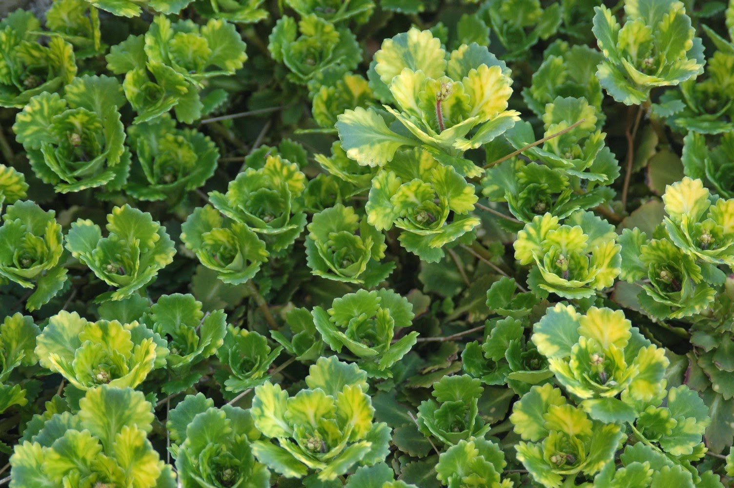 Roche Fleurie Garden London Pride and other saxifrages