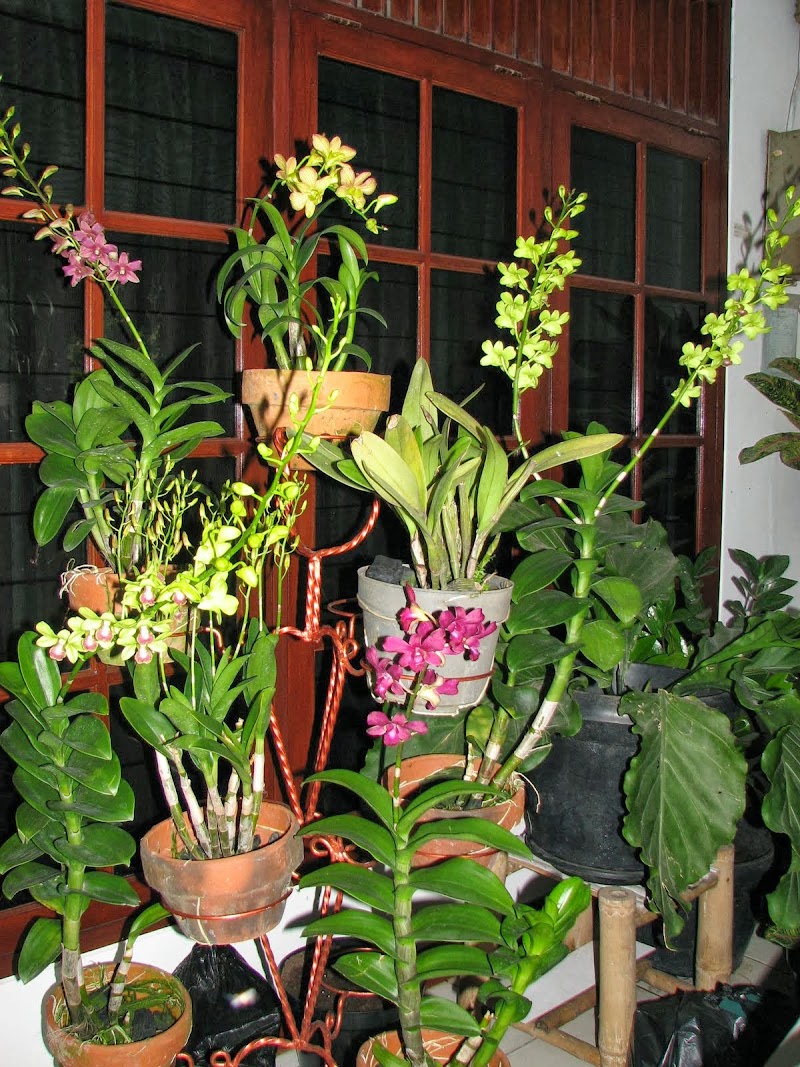 Gokil 11+ Habitat Asli Bunga Anggrek