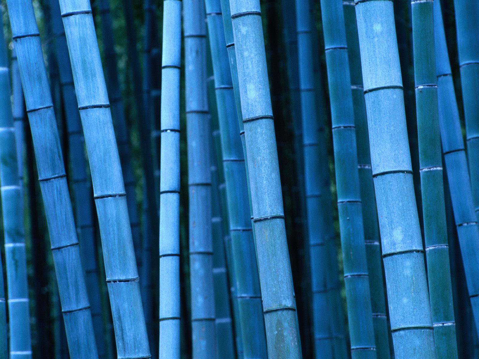 All new wallpaper Gambar  Gambar  Corak Bambu Hutan Bambu