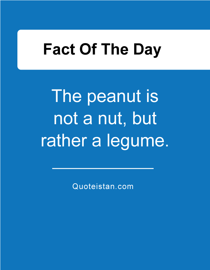 The peanut is not a nut, but rather a legume.