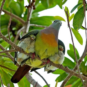 Psalm 91:4, He will cover you with his feathers. He will shelter you with his wings.