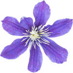 Flower_16.png