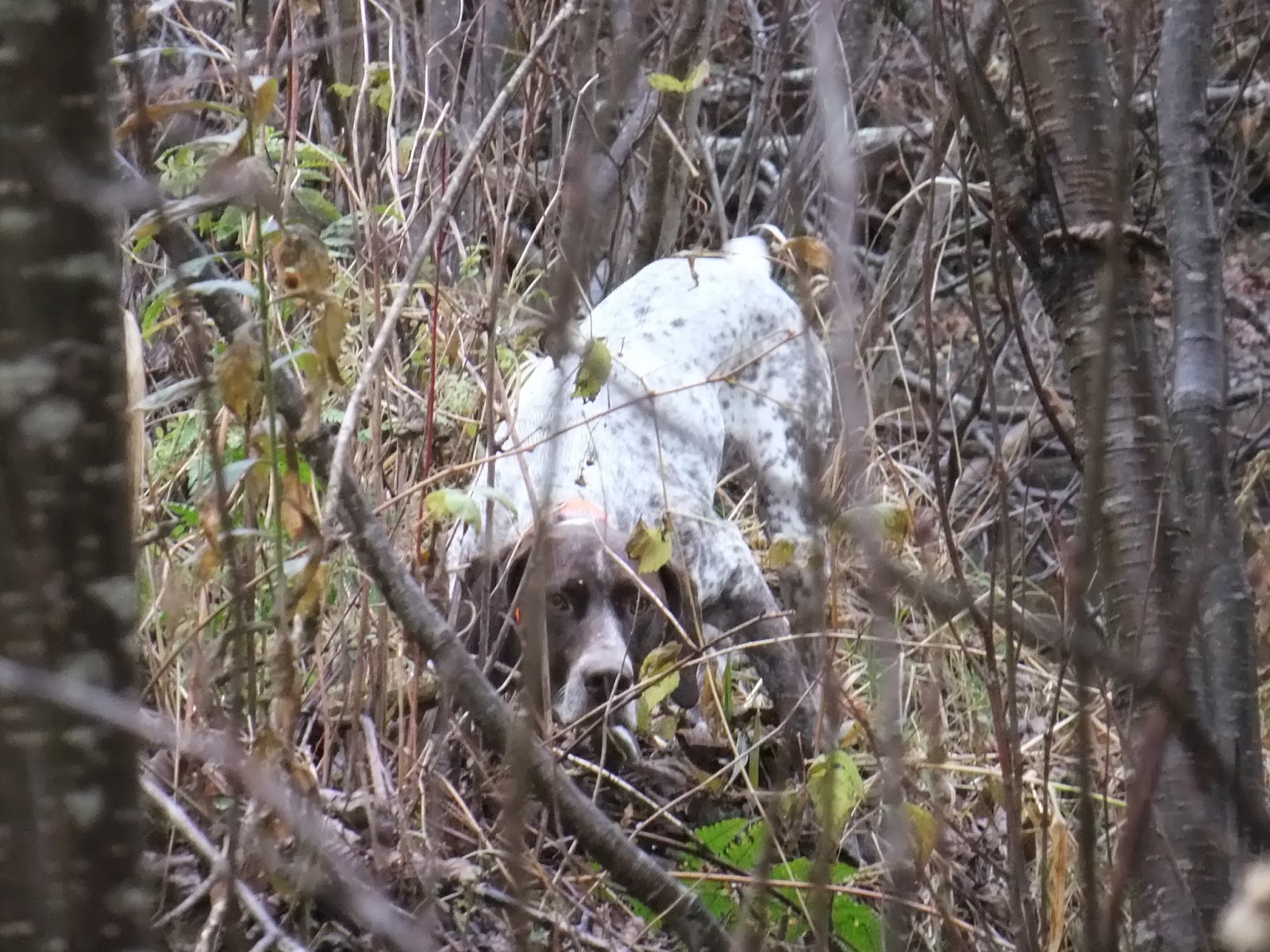 Ruffed Grouse, Drumming on a blog the story continues…