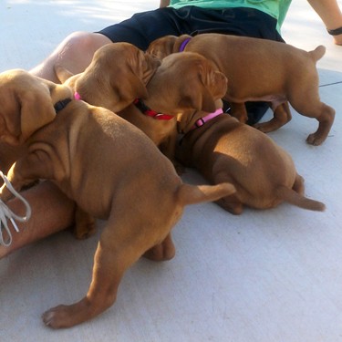 Our first trip outside! 4 weeks old