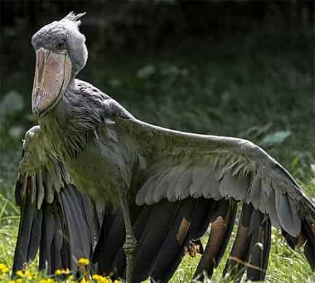 Shoebill Binatang Aneh Didunia