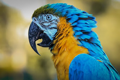 Los fascinantes Loros (imagenes) - The fascinating parrots (images)