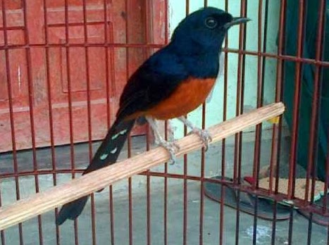 Daftar Harga Burung Murai Batu Nias Terbaru 2020 Abang Kicau Mania