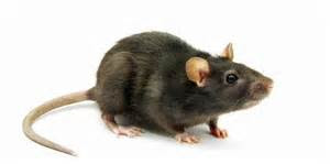 Gambar by http://dongkrakrezeki.blogspot.com/ Tikus Masuk Rumah