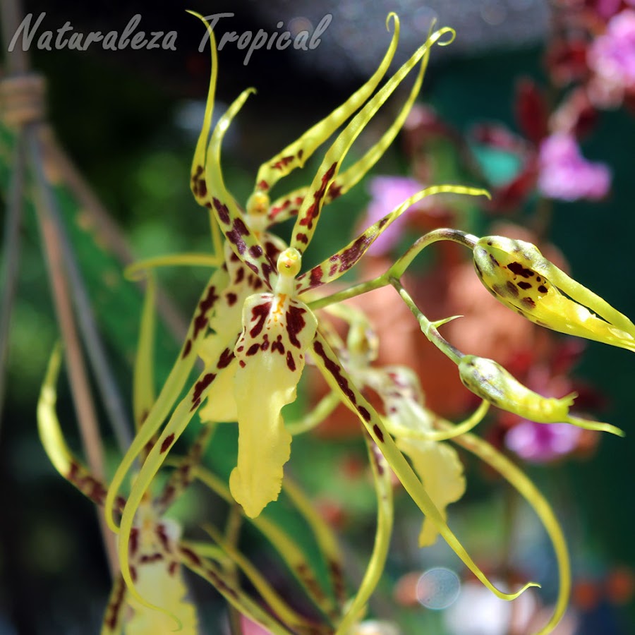 Flor característica de la orquídea Brassia `Rex´ 