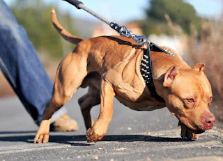 colby-pitbull1