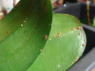 Rệp son (Scale insects) hút nhựa lan