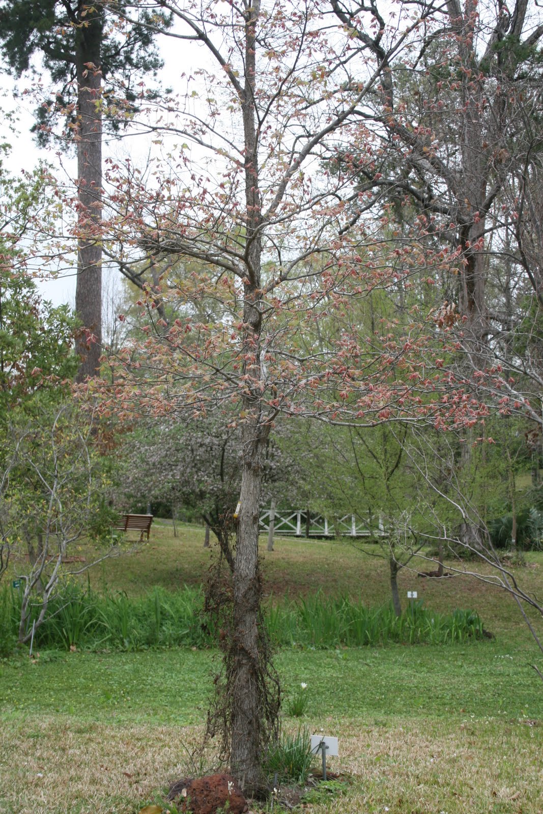 Centenary College Arboretum: Quercus alba