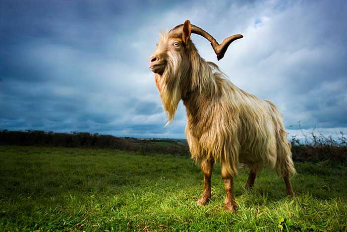 Male goats peeing on their heads pity Male goats peeing on their heads apologise