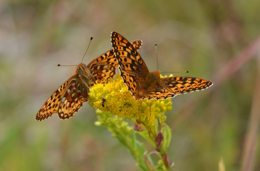 Rare Oregon silverspot butterfly caterpillars reintroduced to Saddle