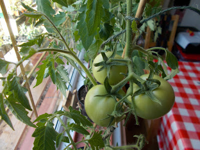 Tomato plants 80 Minute Allotment Green Fingered Blog
