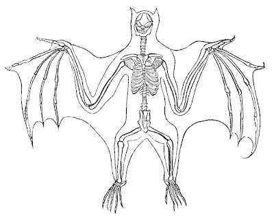 Tulang Kerangka Kelelawar Terbesar (Bat Skeleton)