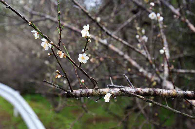 country road, raindrops and plum blossoms