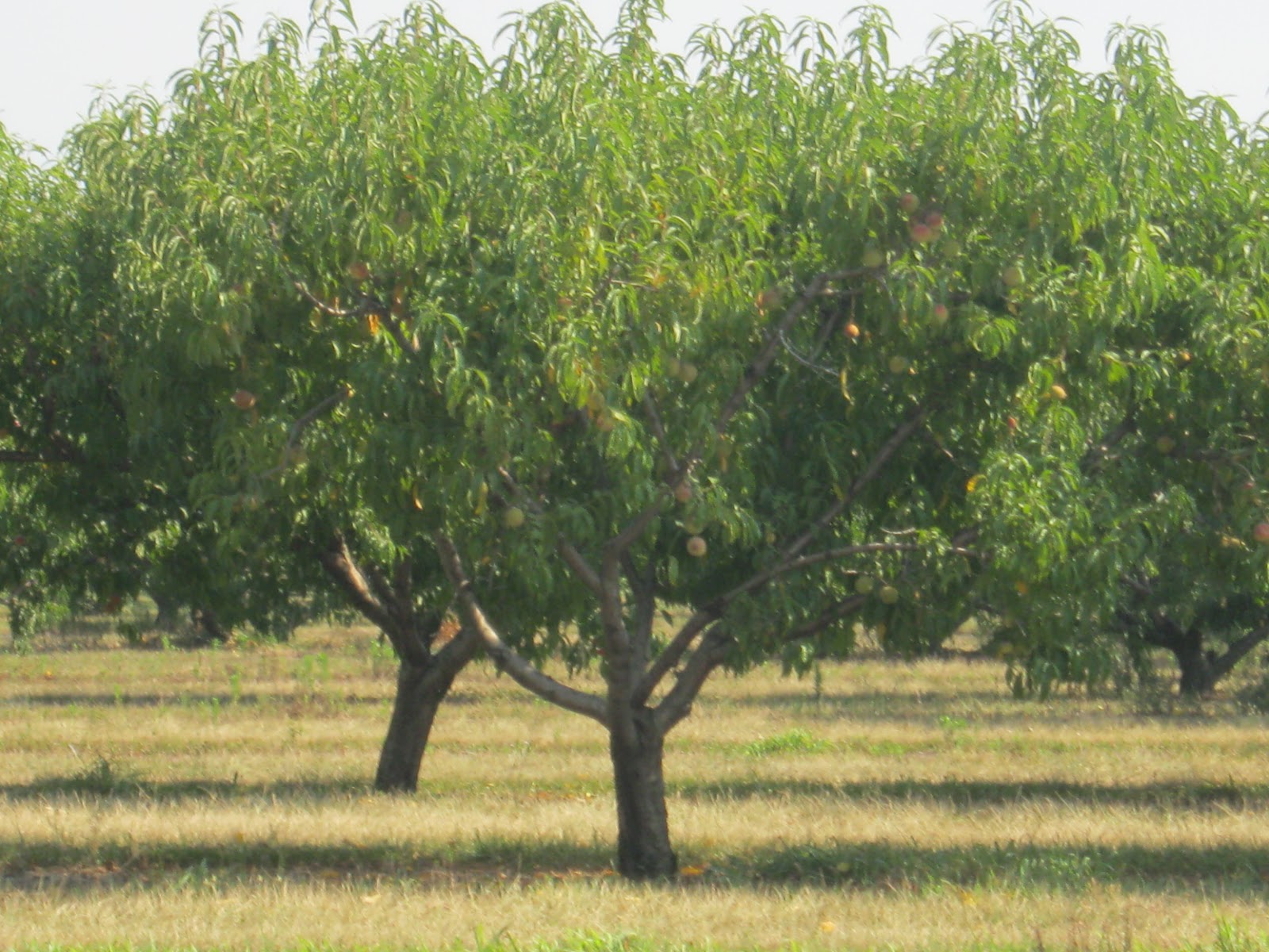Observations in Agriculture Southern Illinois Peaches