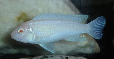 Ikan hias manis tidak berarti harus mahal Ikan Hias Murah Cantik Untuk Akuarium - Jenis African Cichlid