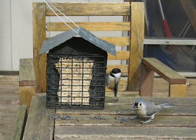 Chickadee and Tufted Titmouse, Monday, November 28, 2016, 12:01:42 PM